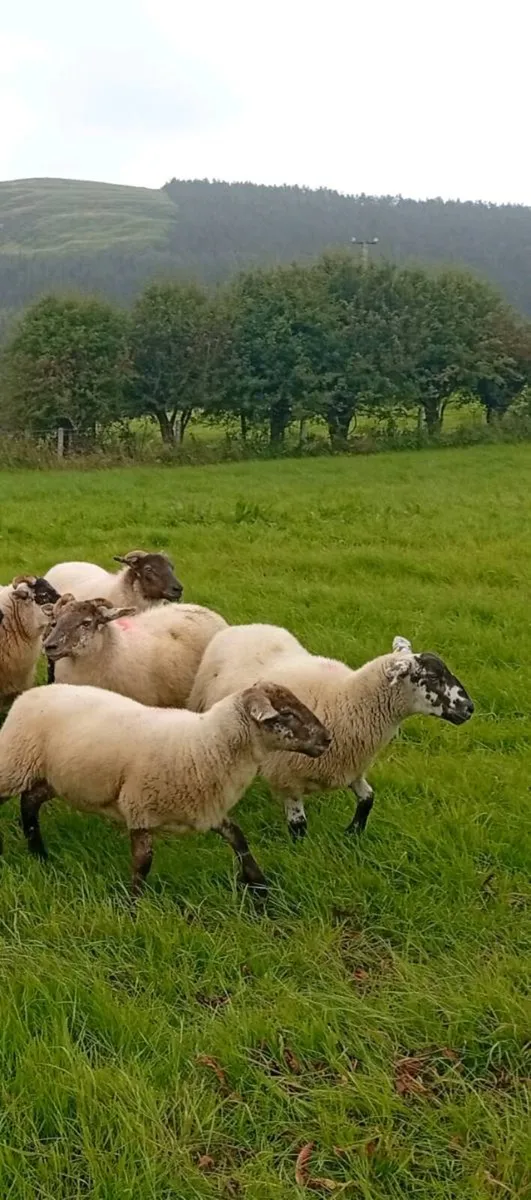 ⚡HILTEX Ewe Hoggets⚡ - Image 4