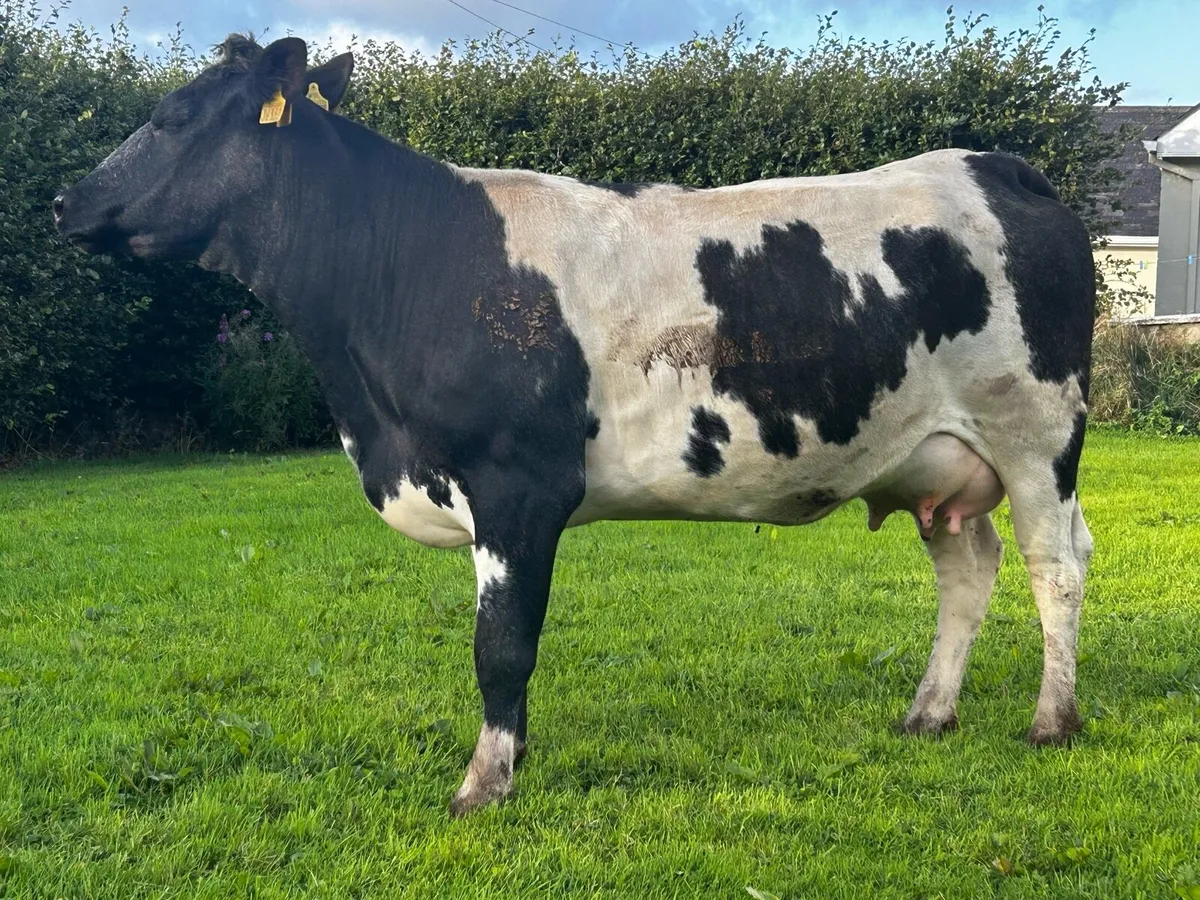 5 Star Genotyped Belgium Blue Springer - Image 1