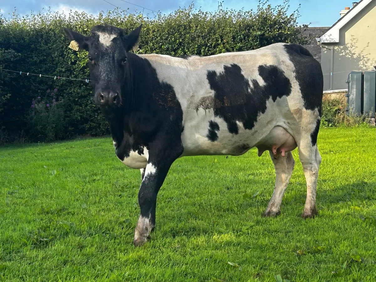 5 Star Genotyped Belgium Blue Springer - Image 3