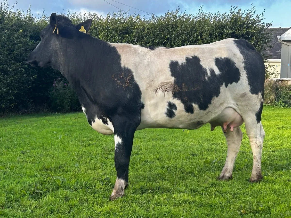 5 Star Genotyped Belgium Blue Springer - Image 2
