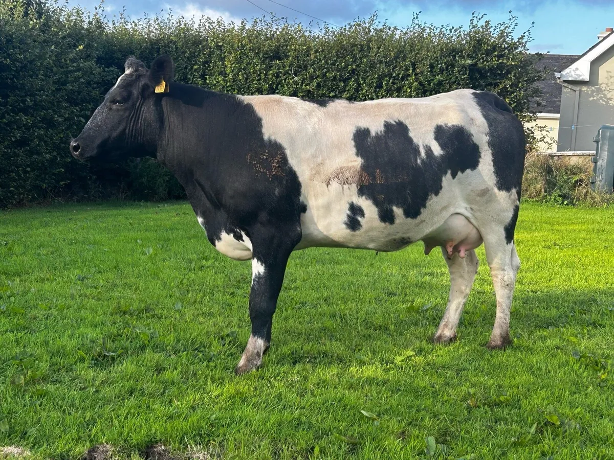 5 Star Genotyped Belgium Blue Springer - Image 4