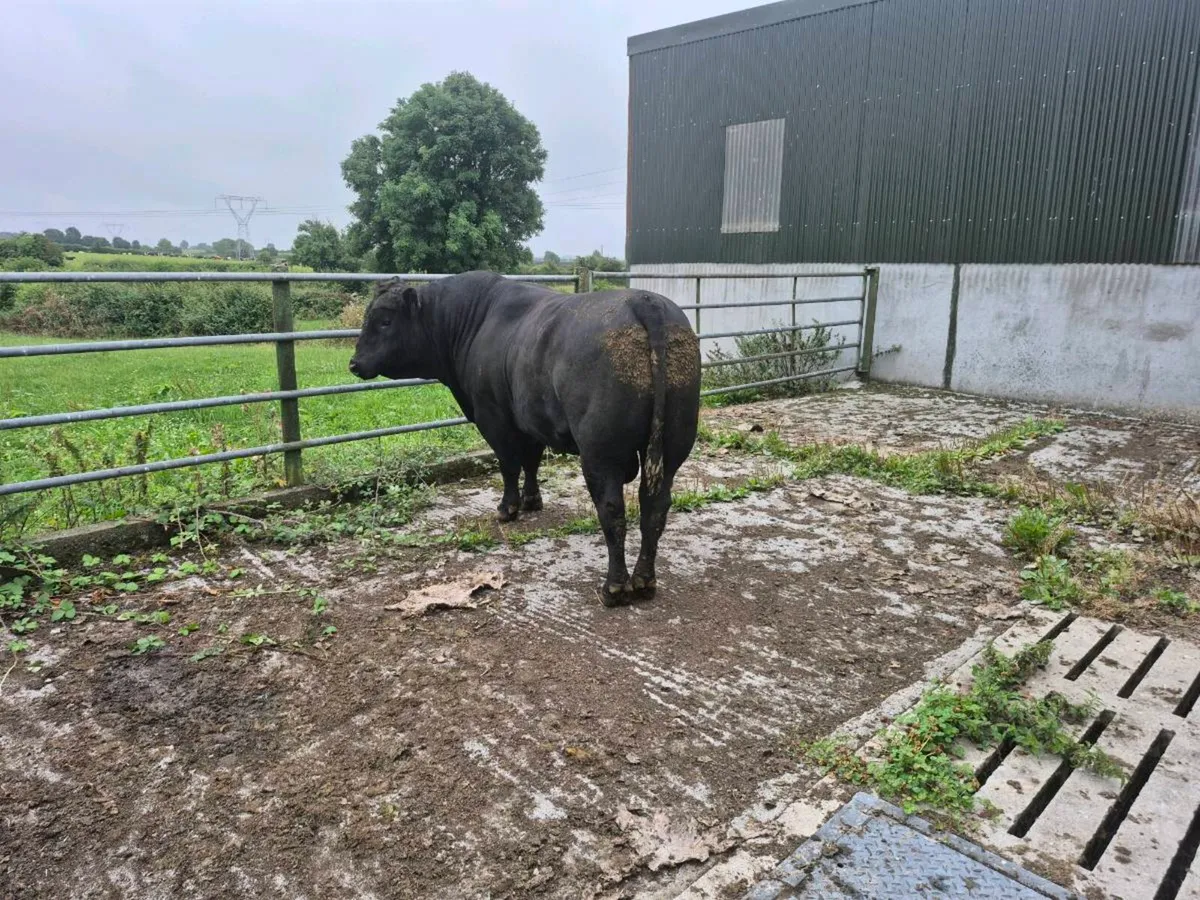 AA Pd Bull - Image 1