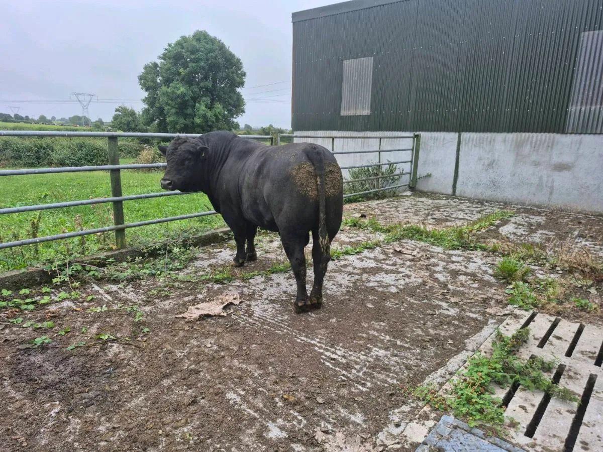 AA Pd Bull - Image 2