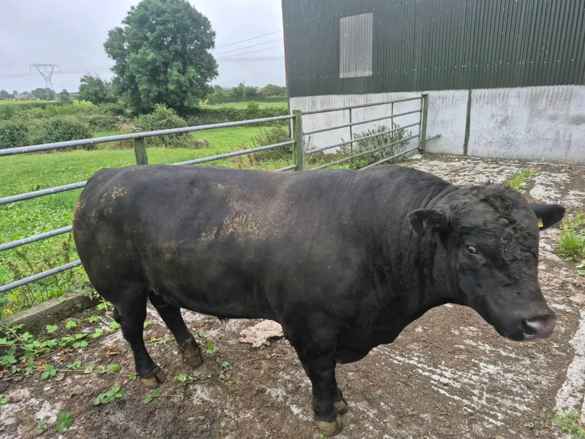 AA Pd Bull - Image 3