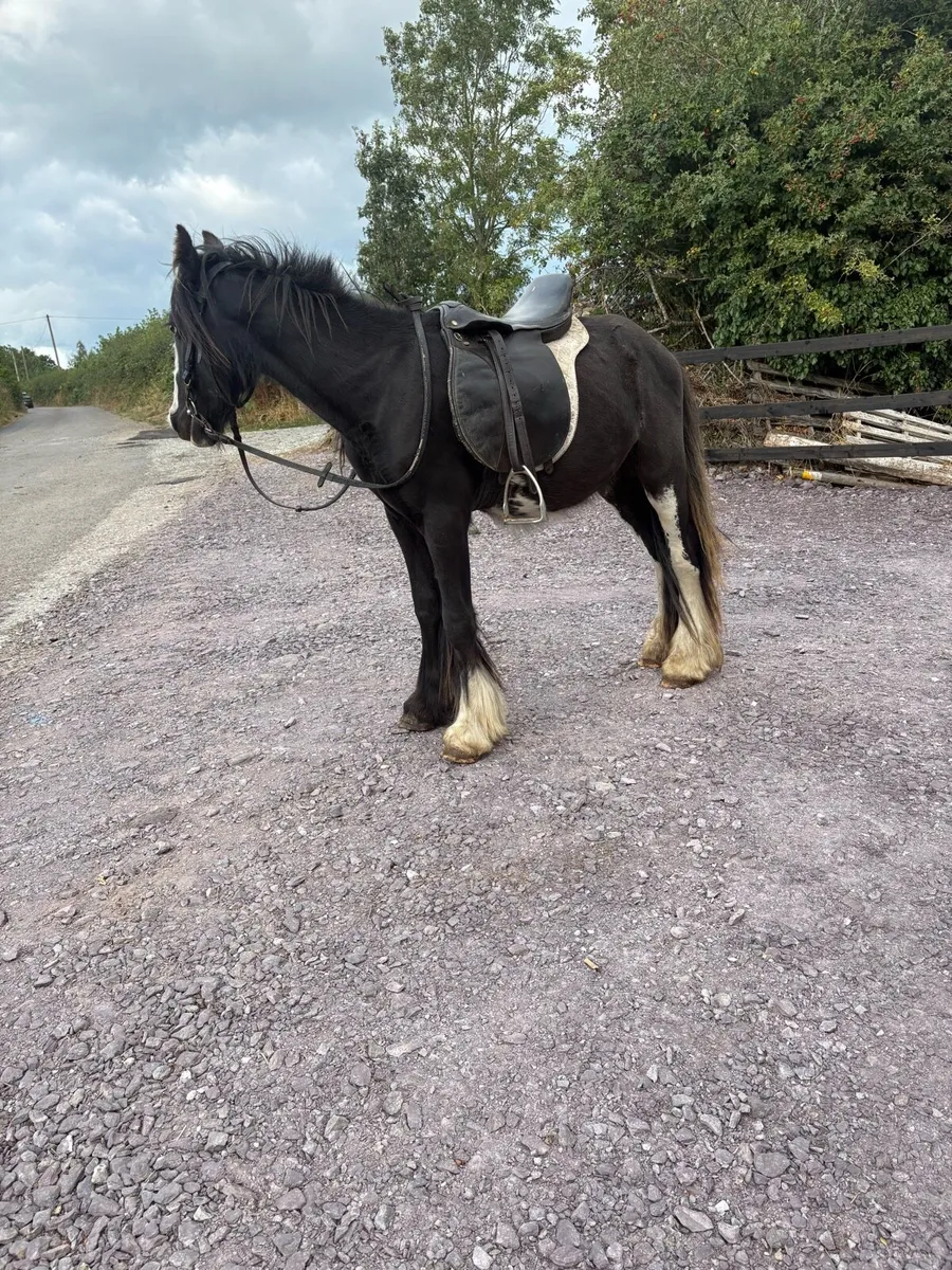 ☘️3 Year Old Gelding Pony☘️ - Image 1