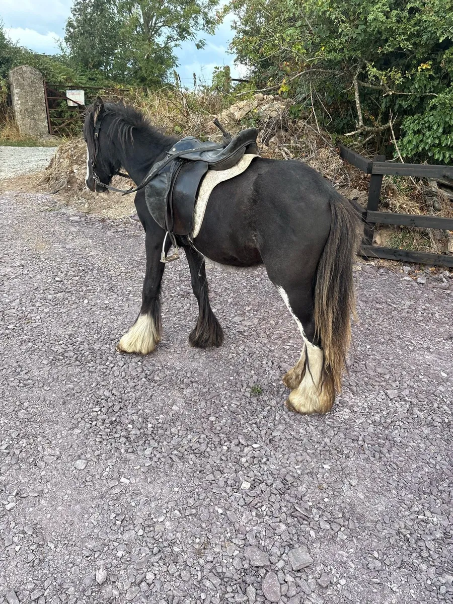 ☘️3 Year Old Gelding Pony☘️ - Image 2