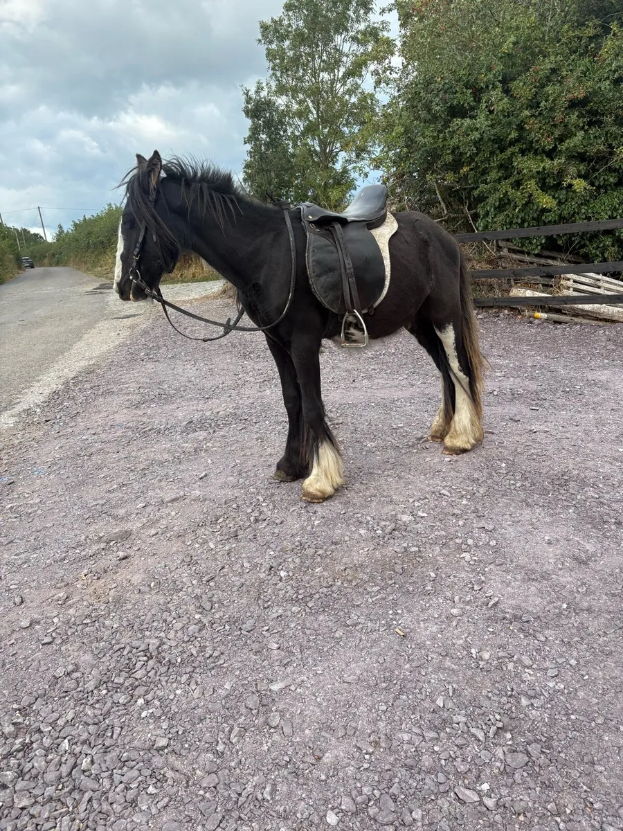☘️3 Year Old Gelding Pony☘️ - Image 3