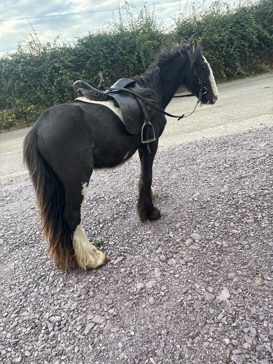 ☘️3 Year Old Gelding Pony☘️ - Image 4