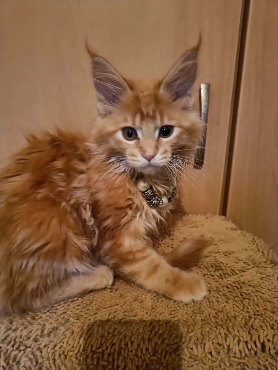 Maine Coon kitten named Holly (WCF) is  for sale - Image 1