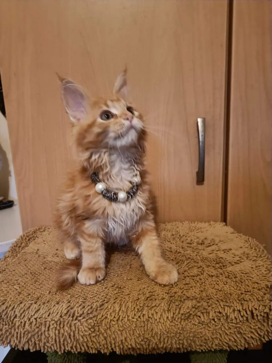Maine Coon kitten named Holly (WCF) is  for sale - Image 2