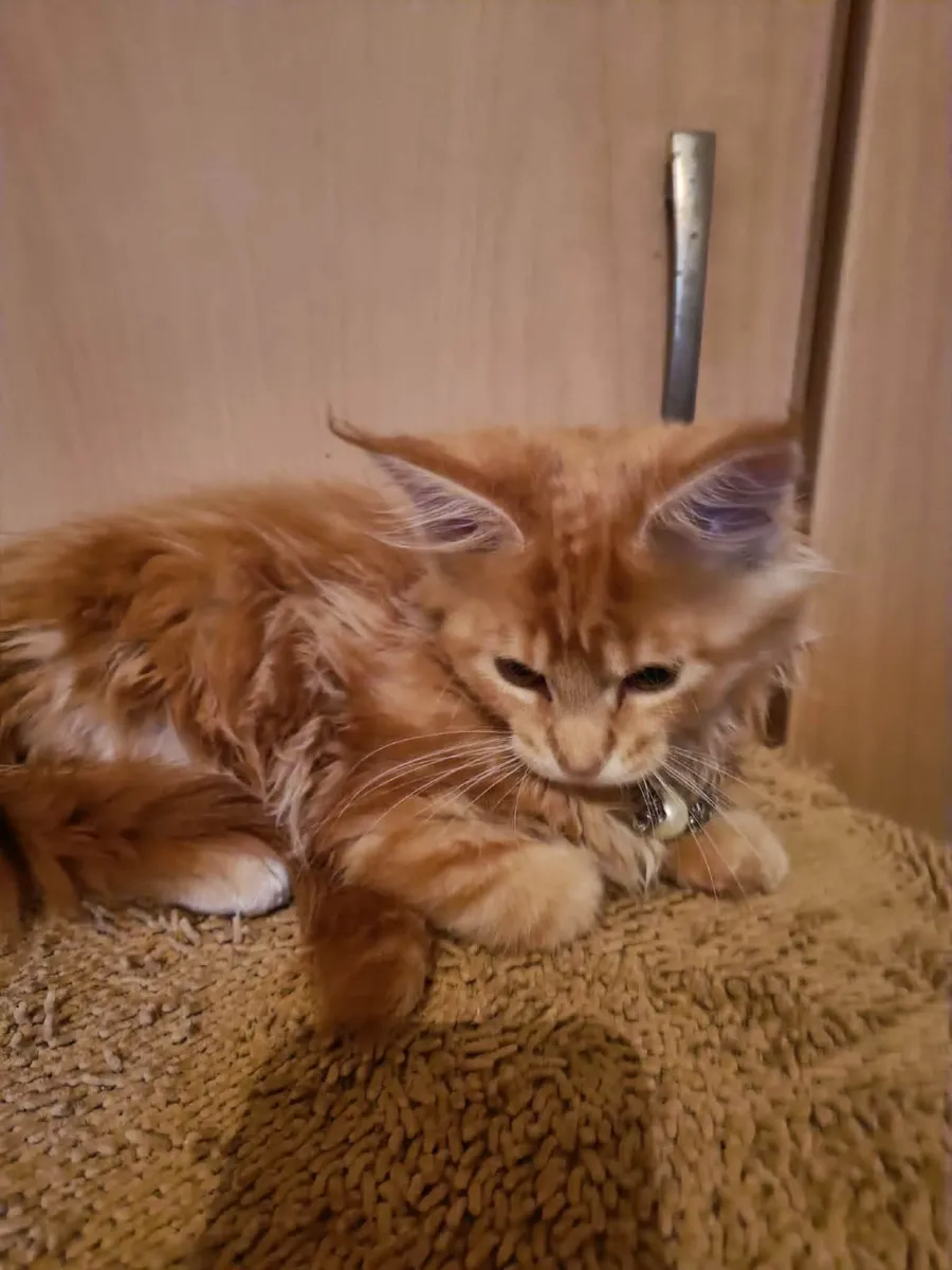 Maine Coon kitten named Holly (WCF) is  for sale - Image 4