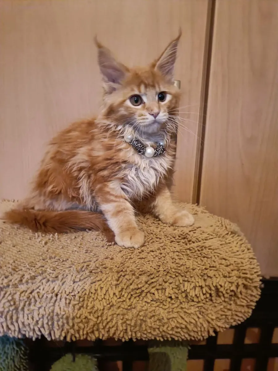 Maine Coon kitten named Holly (WCF) is  for sale - Image 3