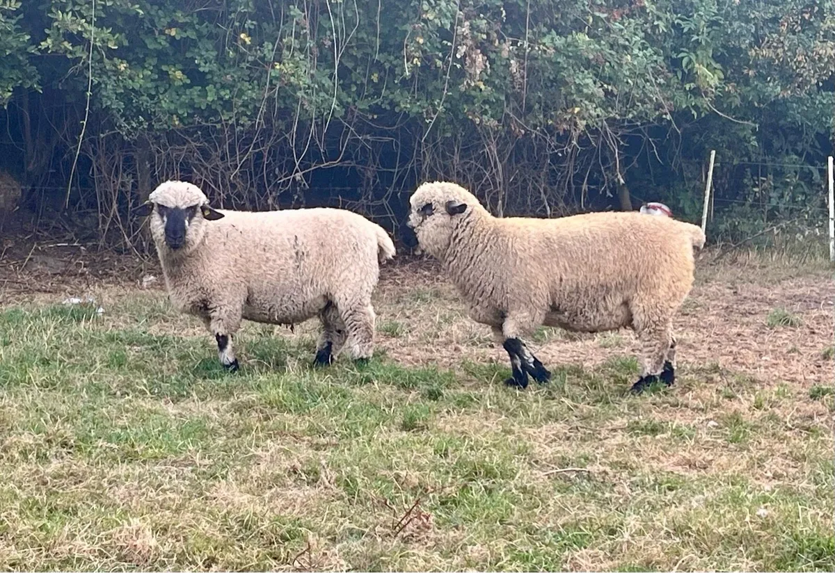 Hampshire Down Ram Lambs - Image 1
