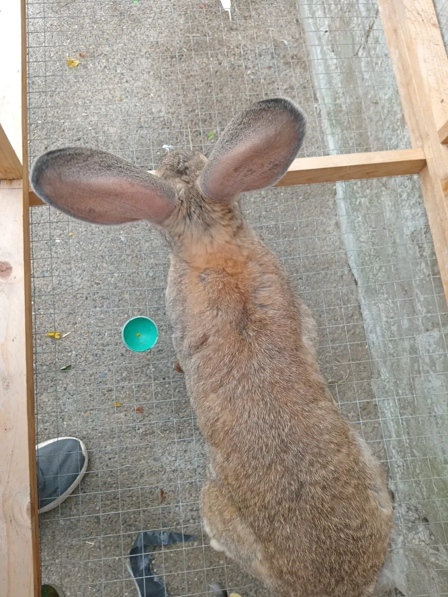 Flemish giant rabbits - Image 1