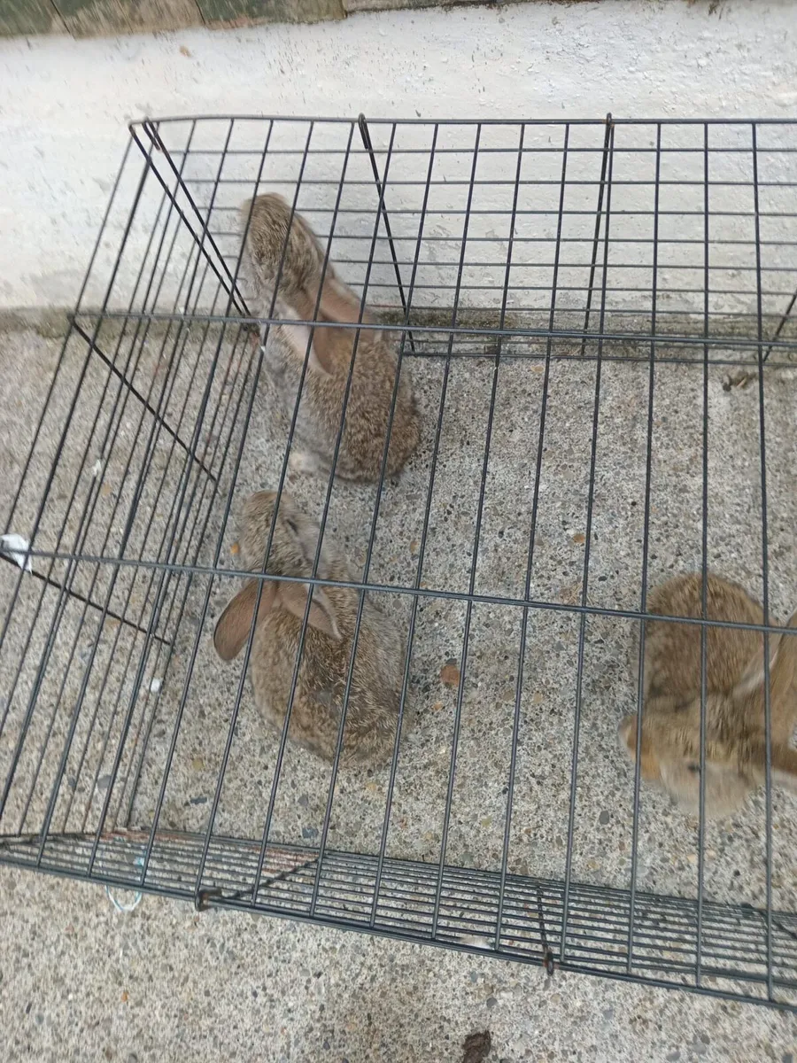 Flemish giant rabbits - Image 2
