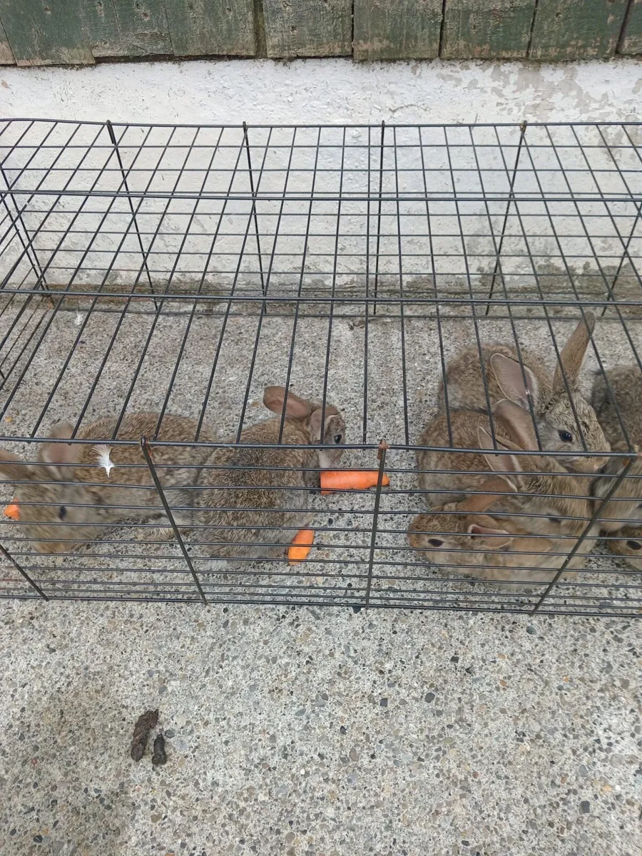 Flemish giant rabbits - Image 3