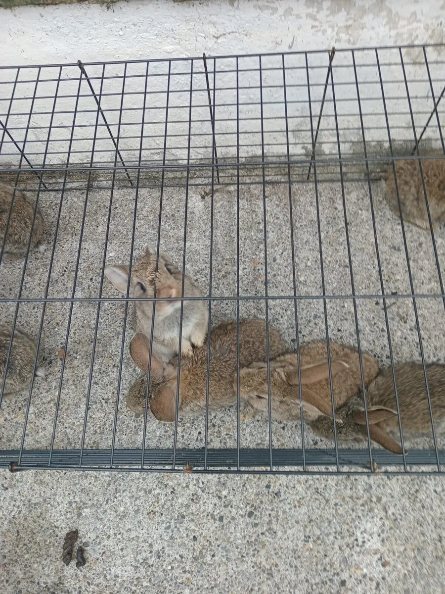 Flemish giant rabbits - Image 4