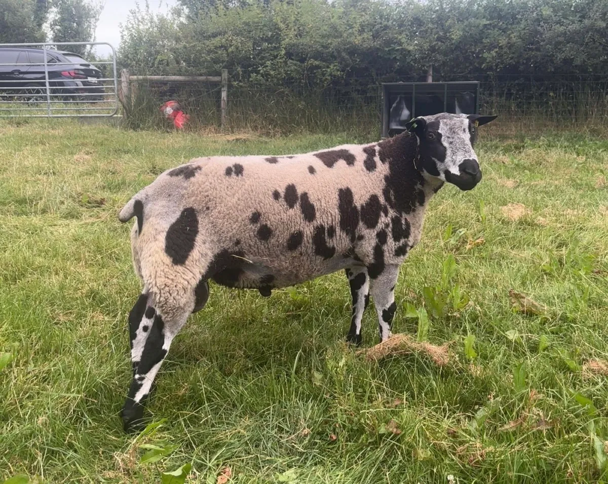 Dassenkop & Dutch Spotted lambs & Hogget - Image 1