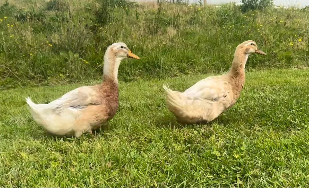 Saxony Duck and Drake. - Image 1