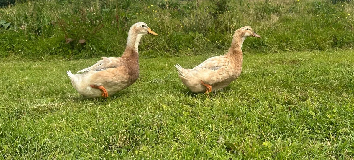 Saxony Duck and Drake. - Image 2