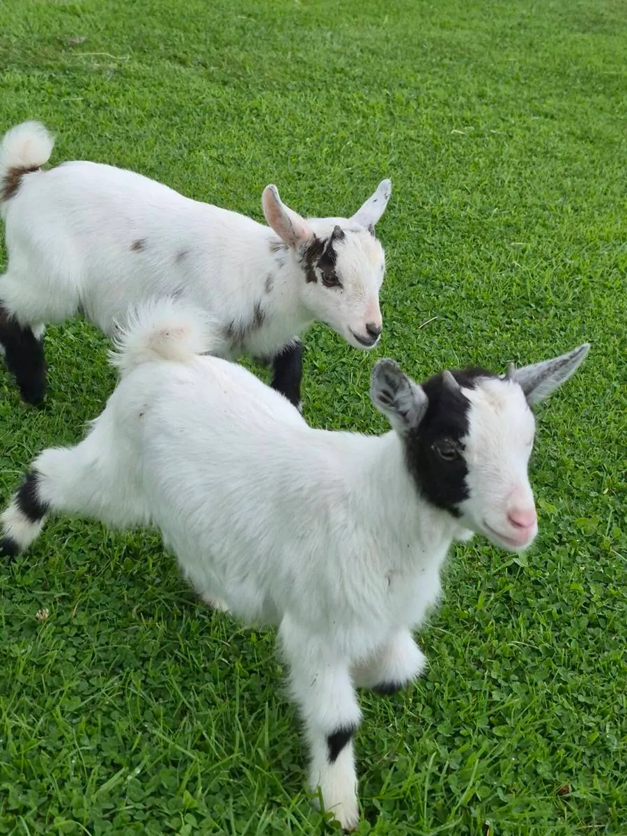 Pygmy Goats - Image 3