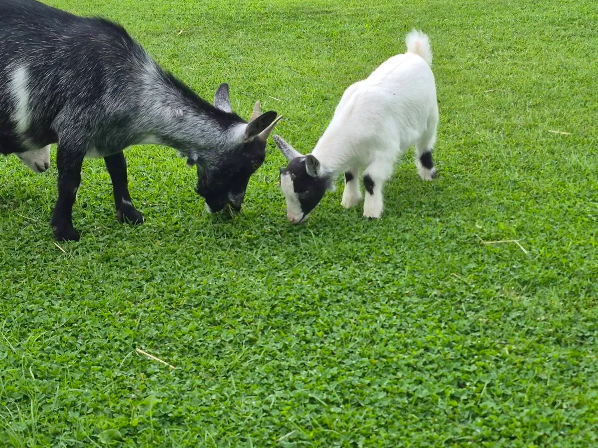 Pygmy Goats - Image 4