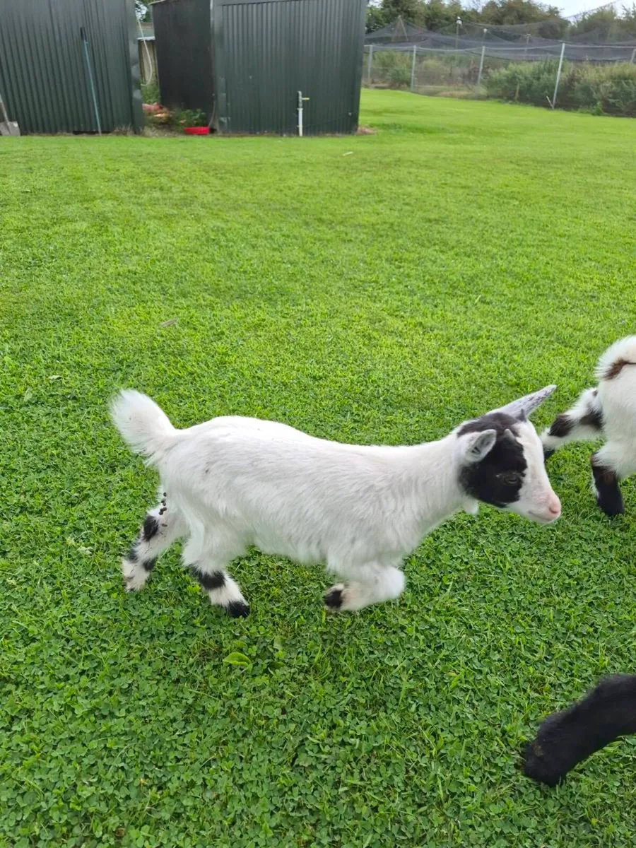 Pygmy Goats - Image 1
