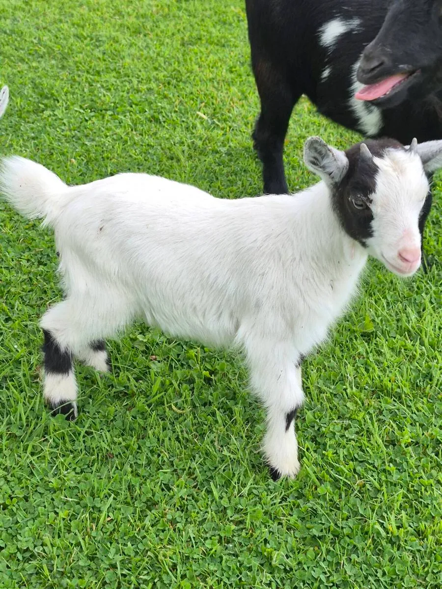 Pygmy Goats - Image 2