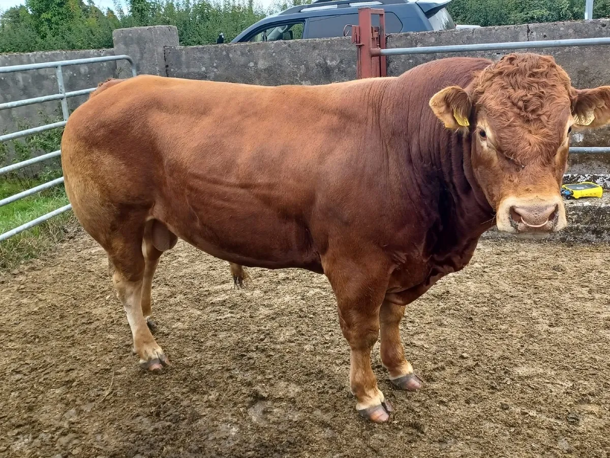 Purebred Registered Limousin Bull - Image 4