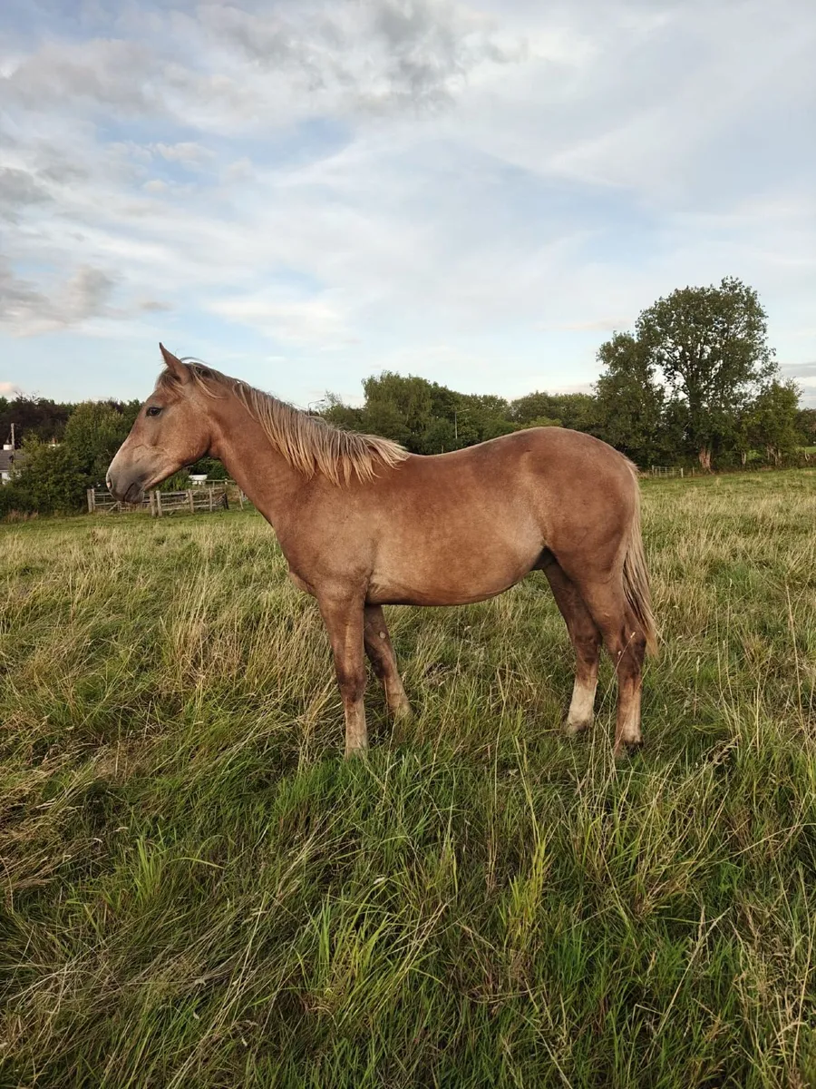 Irish Draught Geldings - Image 4