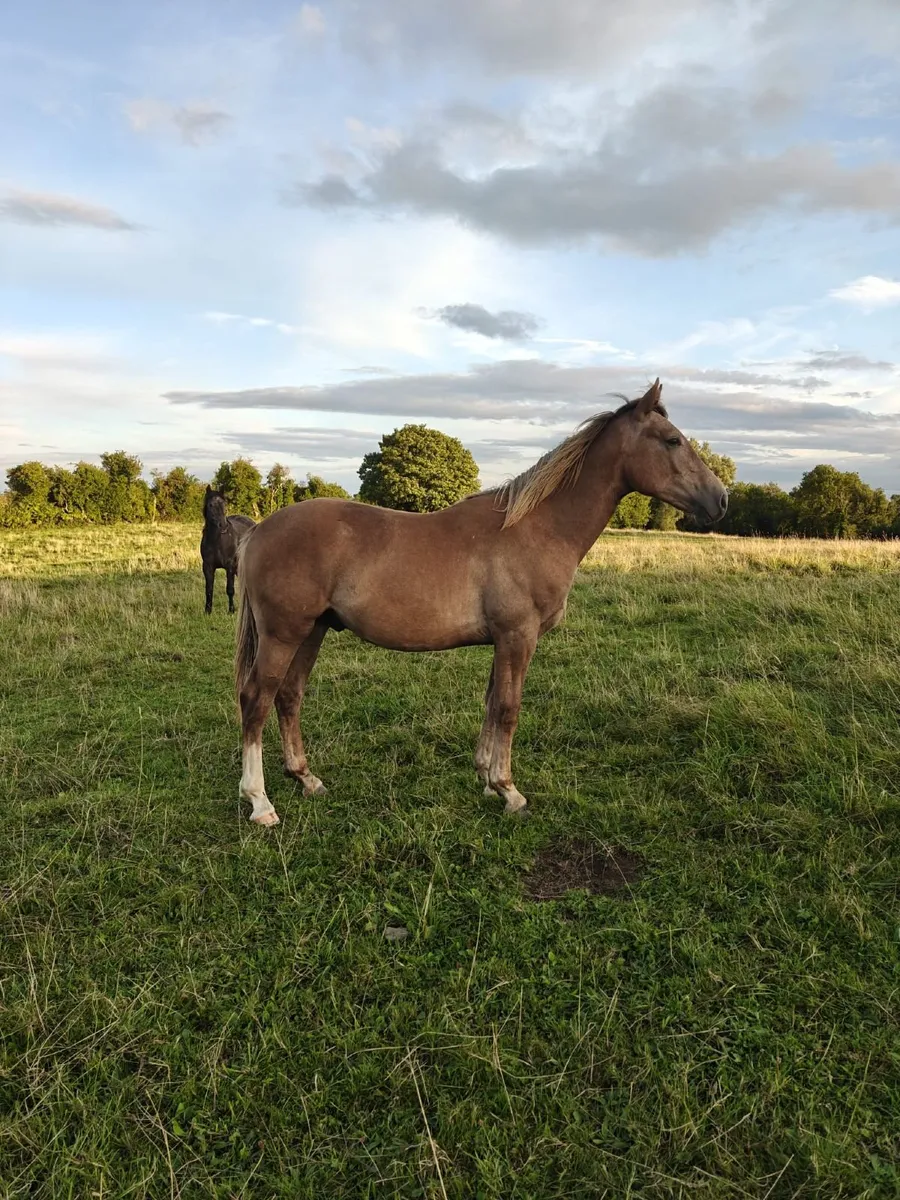 Irish Draught Geldings - Image 1