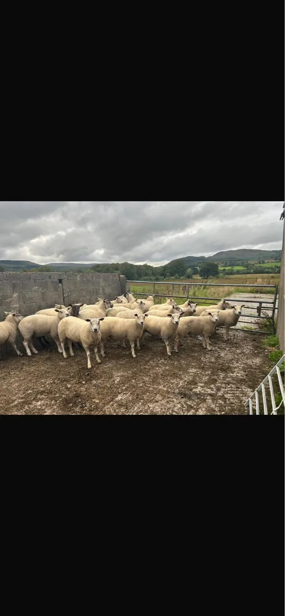 Hoggets