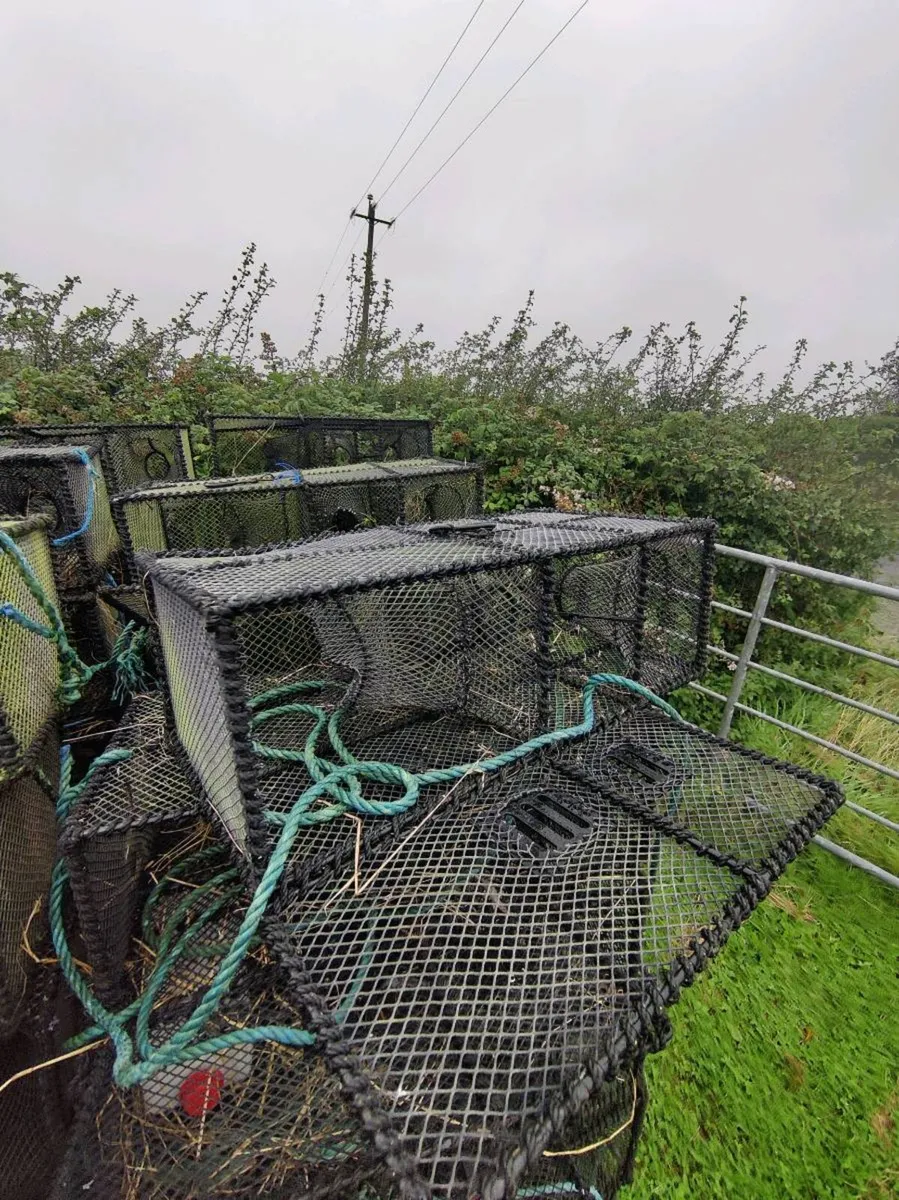 Wrasse Pots - Image 1