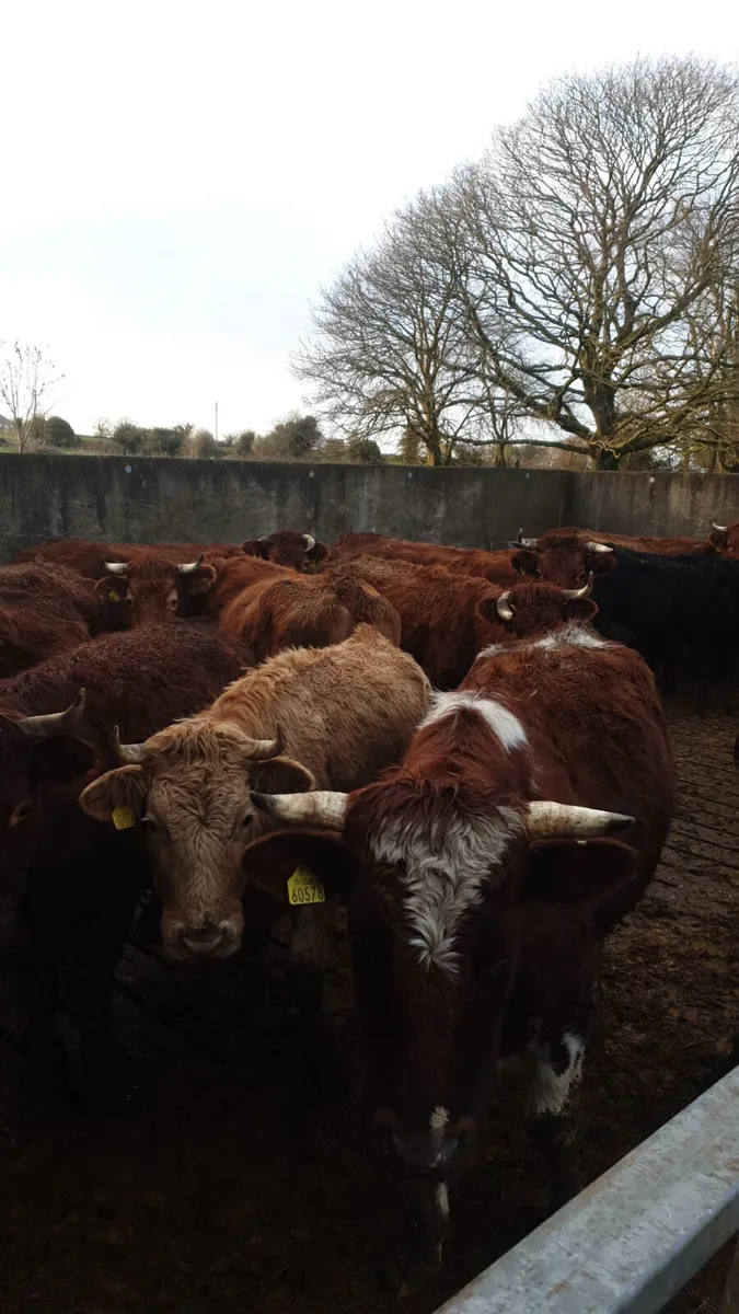 WANTED- BULLS BULLS BULLs