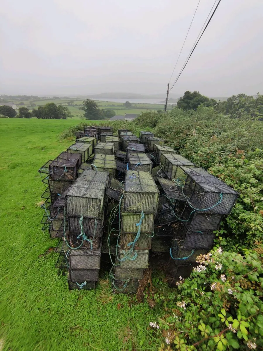 Wrasse Pots - Image 3