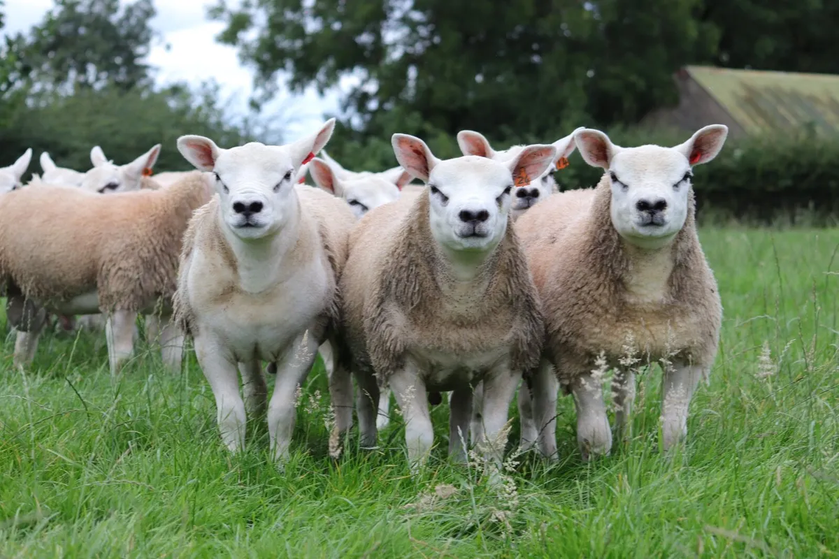 Pedigree Texel Rams - Image 2