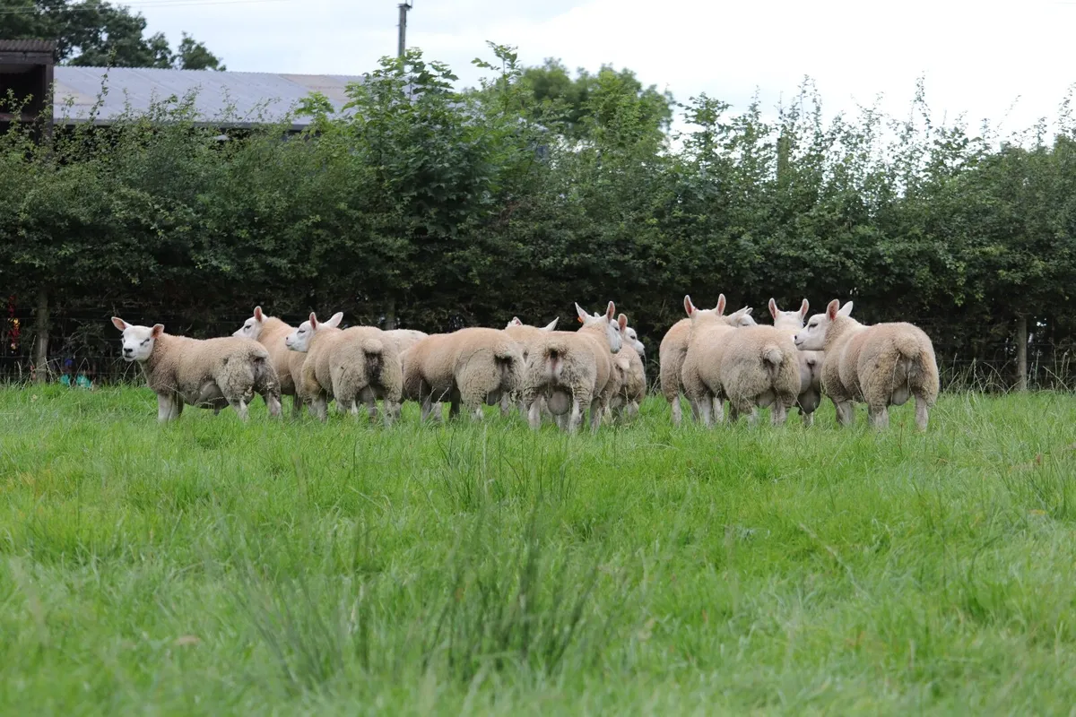 Pedigree Texel Rams - Image 4