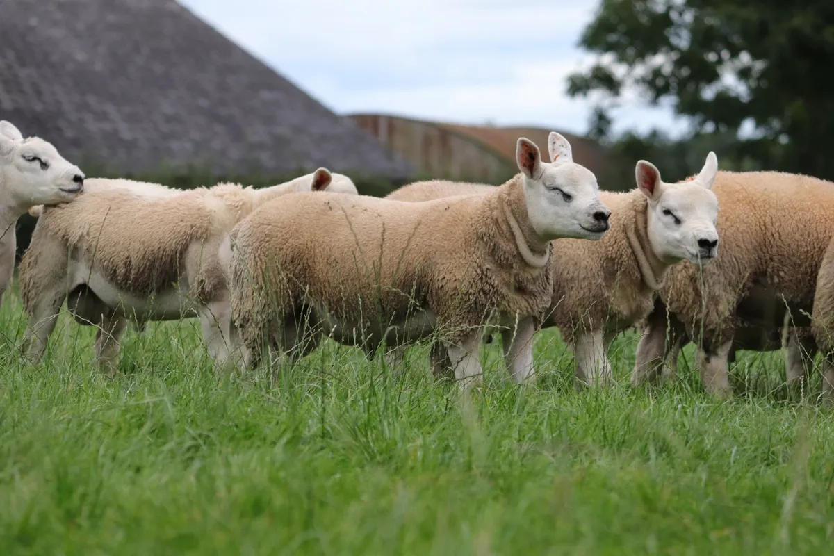 Pedigree Texel Rams - Image 3