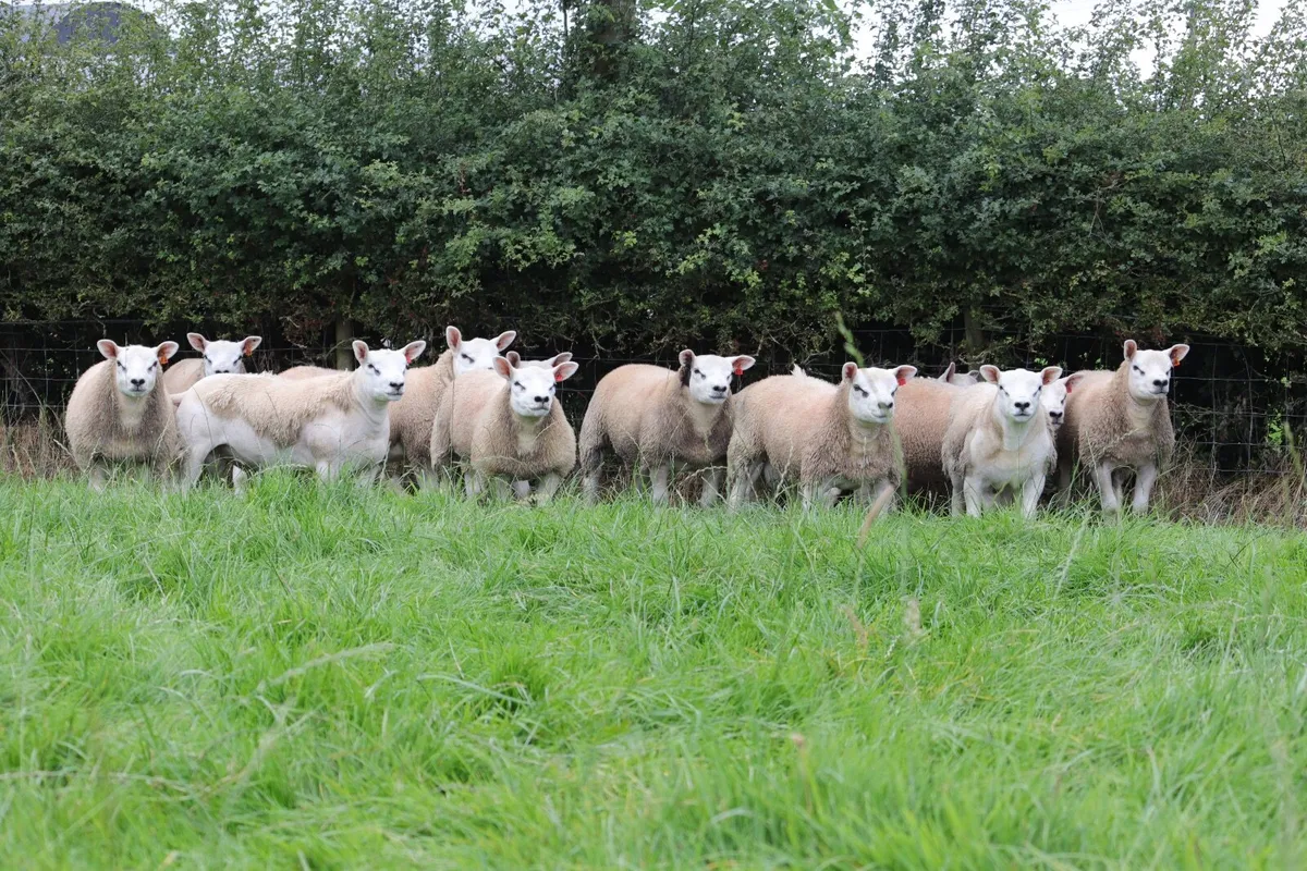 Pedigree Texel Rams - Image 1