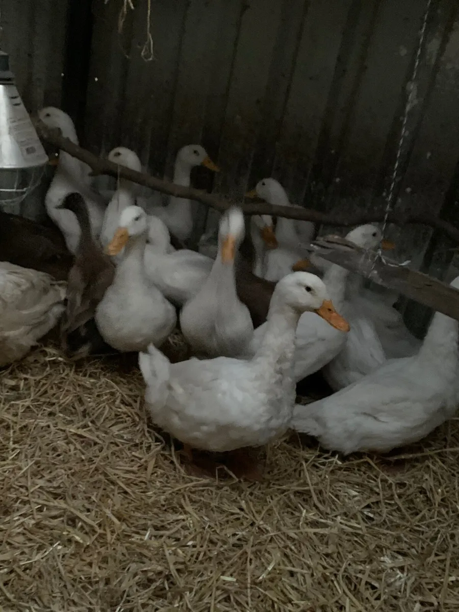 Clearance sale of 120 ducks - Image 1