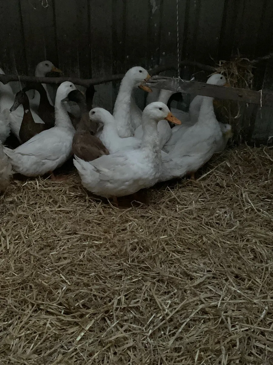 Clearance sale of 120 ducks - Image 2