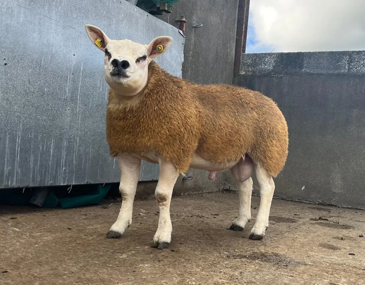 Sheep Ireland Sale Kilkenny - Image 2