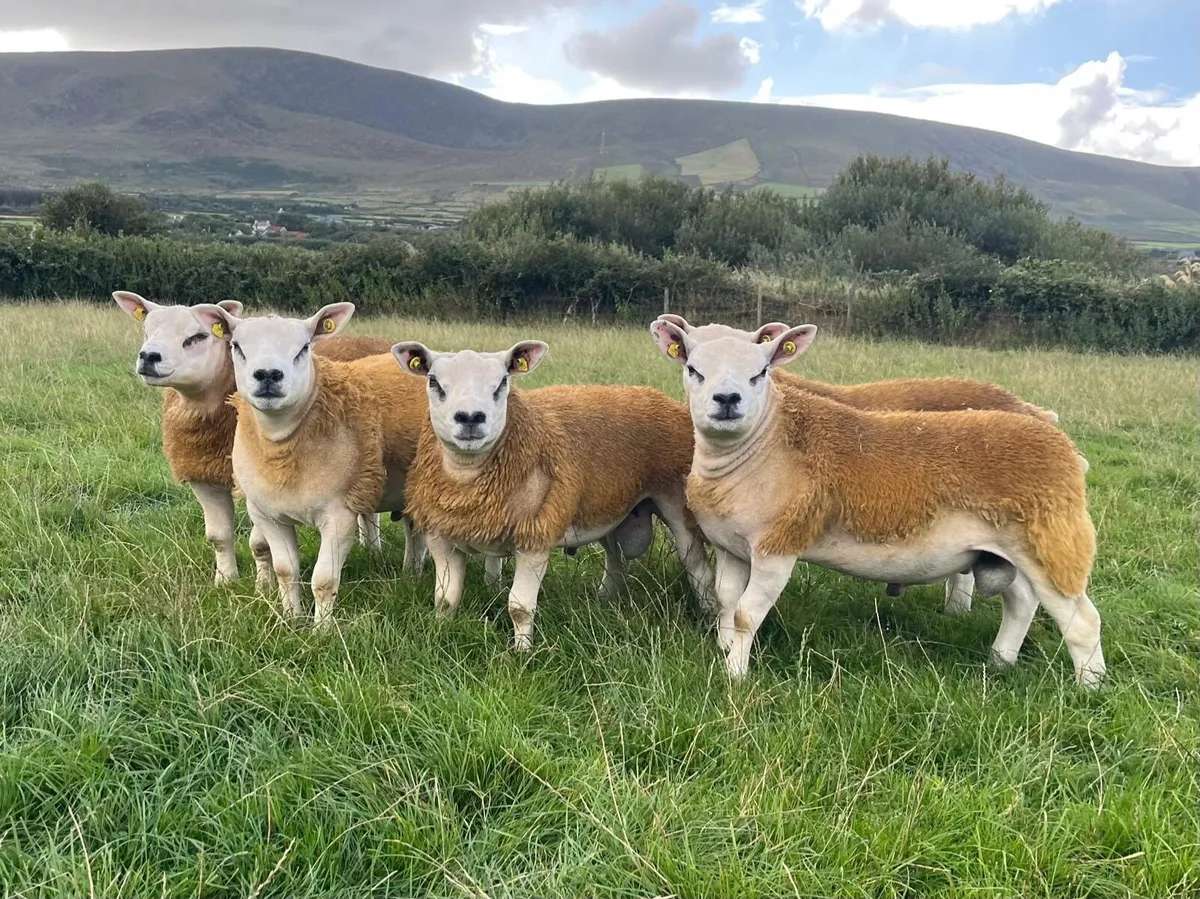 Sheep Ireland Sale Kilkenny - Image 1