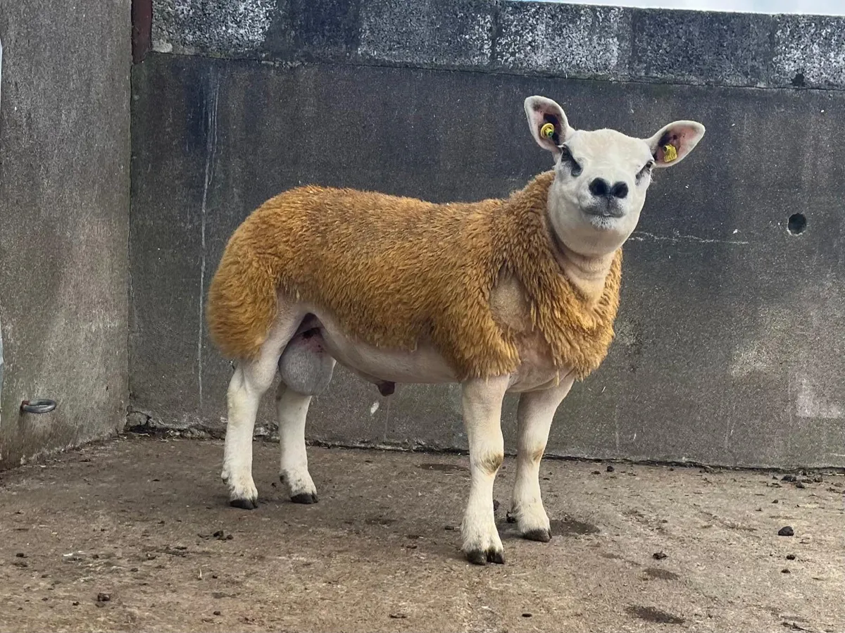 Sheep Ireland Sale Kilkenny - Image 3