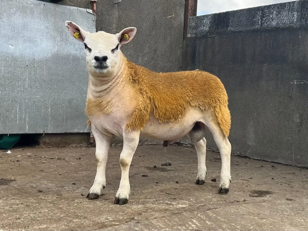 Sheep Ireland Sale Kilkenny - Image 4