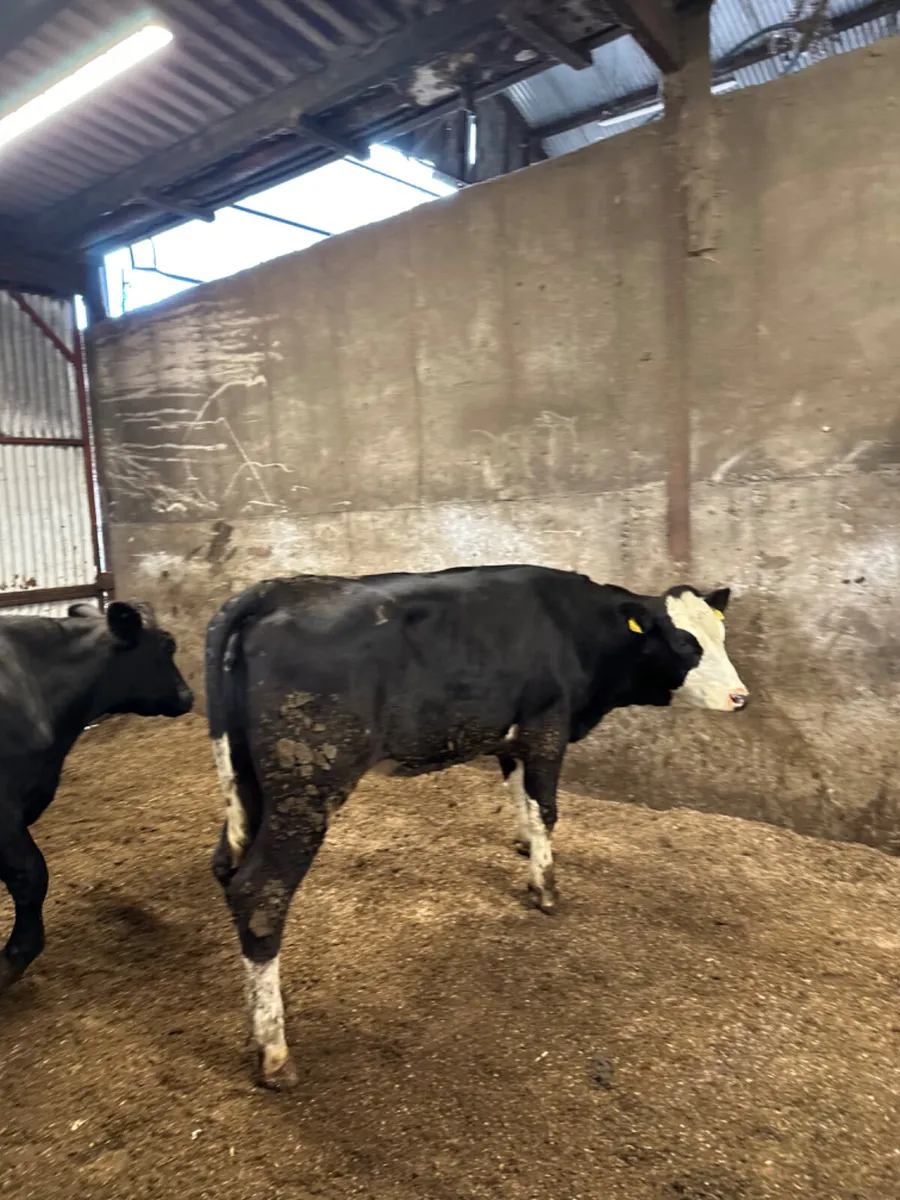Springing Angus heifers - Image 2