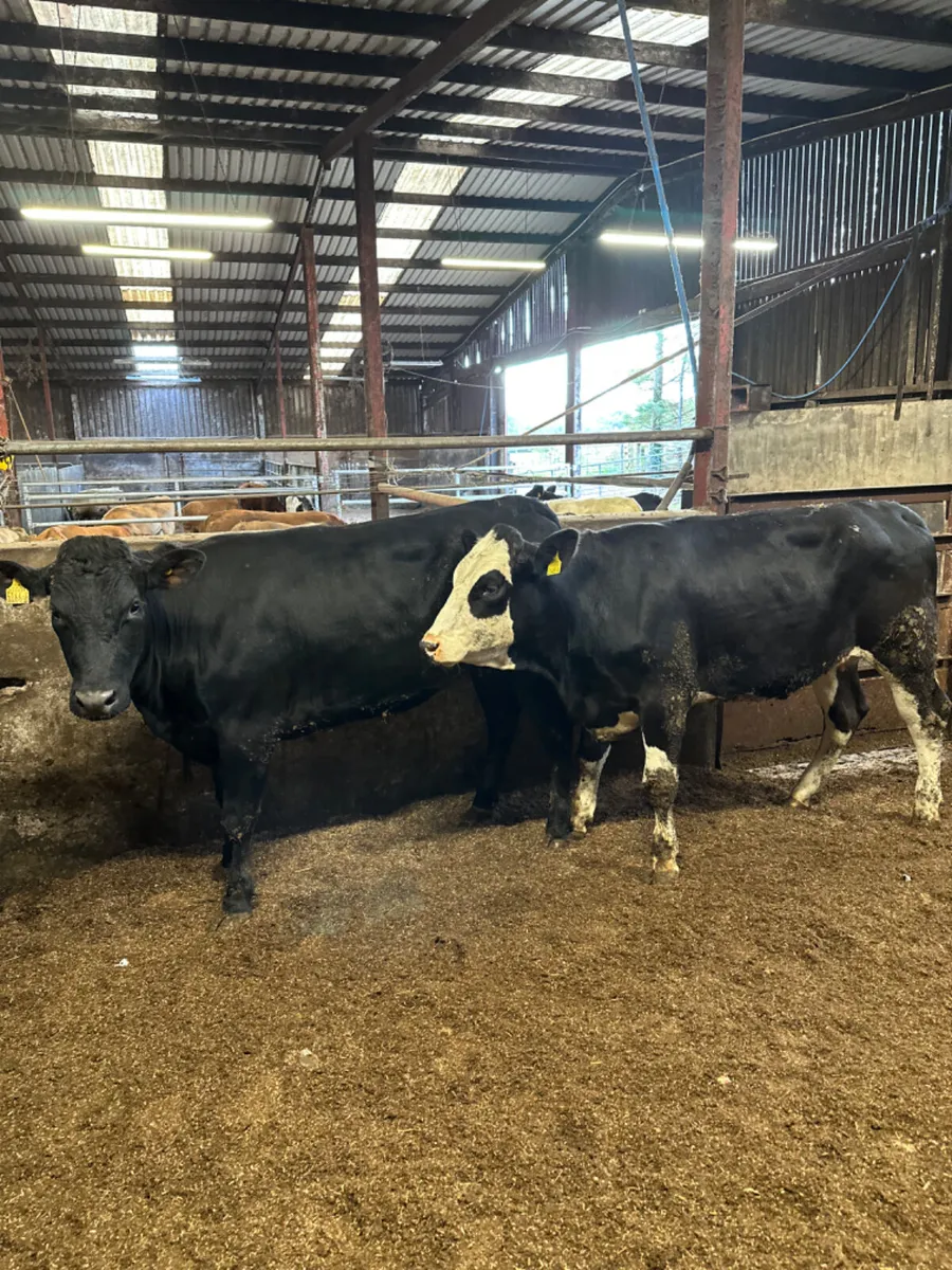 Springing Angus heifers - Image 3