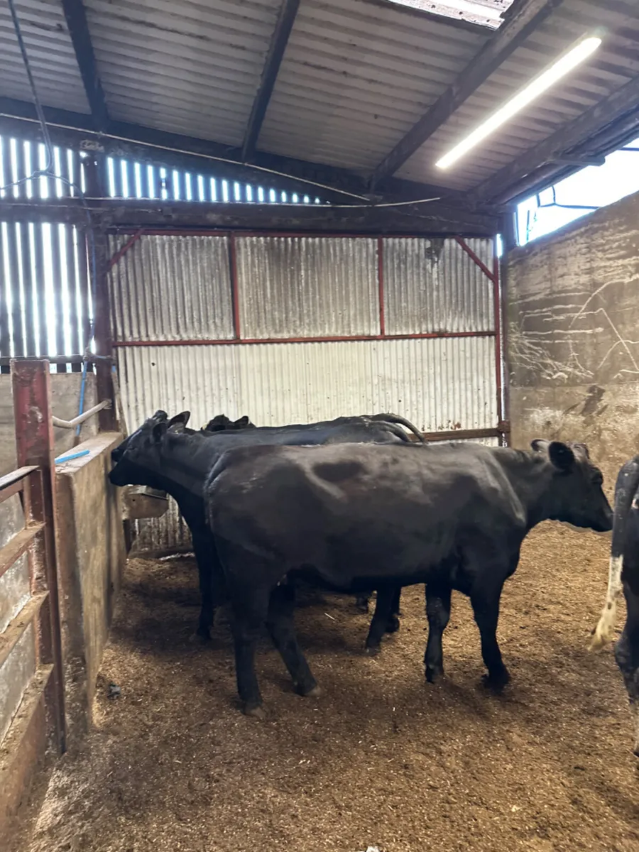 Springing Angus heifers - Image 1