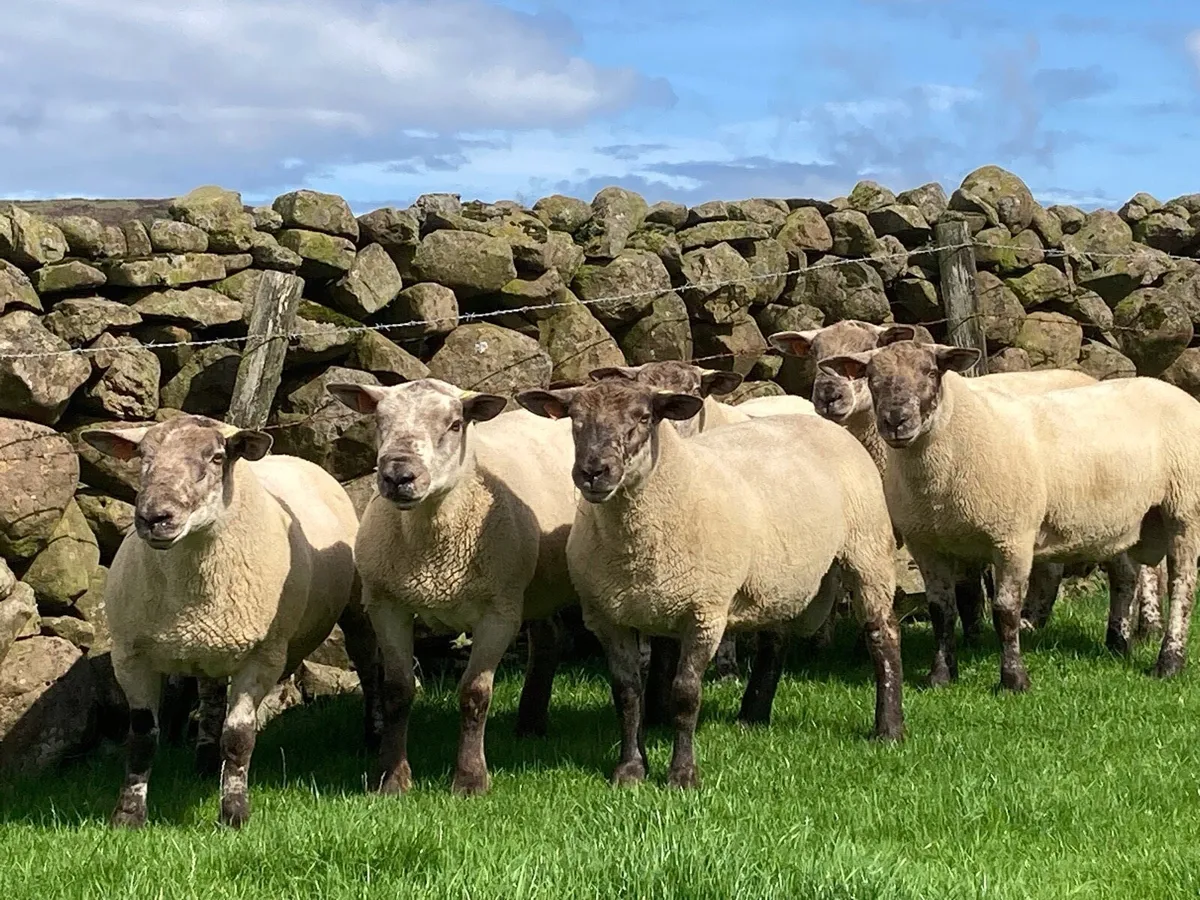 15 Suffolk & 3 SuffTex Shearlings - Image 3