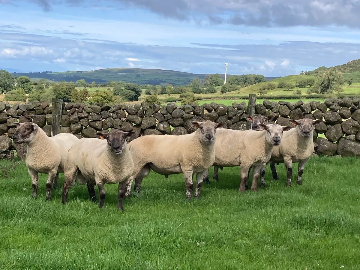 15 Suffolk & 3 SuffTex Shearlings - Image 2